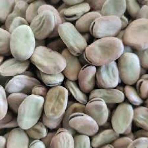 باقالالی خوشپخت باکیفیت برای پخت وشرکت ها
