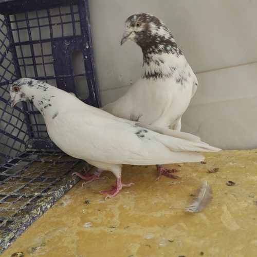 بوم کفتر پرشی