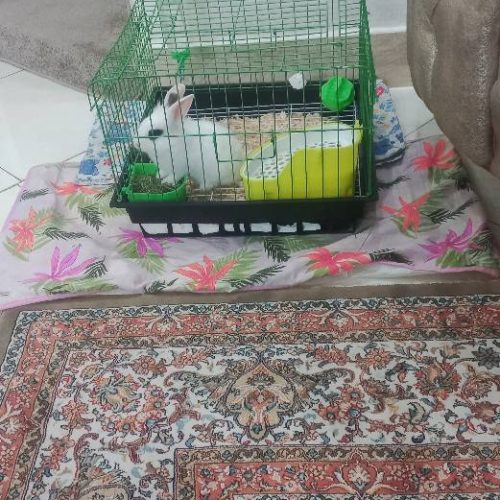 خرگوش مینیاتوری