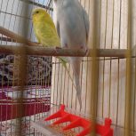 مرغ عشق انگلیسی