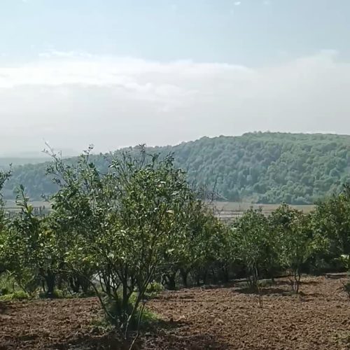 فروش فوری  زمین باغی