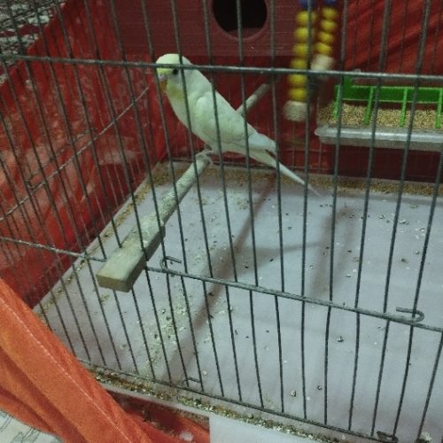 دو جفت مرغ عشق