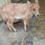 گوساله ماده