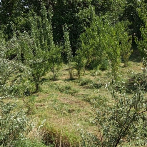 فروش باغ در اقکند