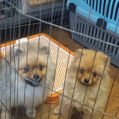 توله پامرانین