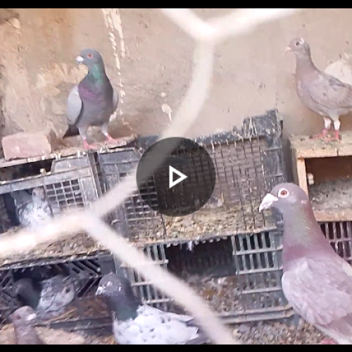 ده عددنرجنگی سیرسیمی همه زدوخردی