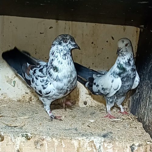 کبوتر پرشی فروش