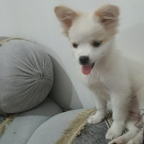 فروش توله پامر