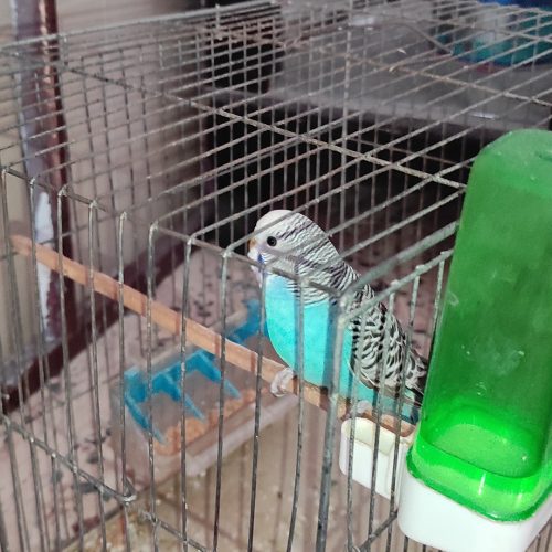 مرغ عشق همراه با قفس