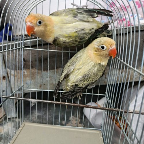 طوطی برزیلی یووینگ