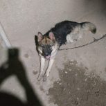 سگ ژرمن ماده محافظه