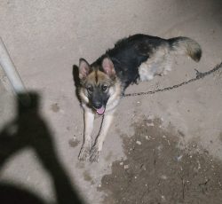 سگ ژرمن ماده محافظه