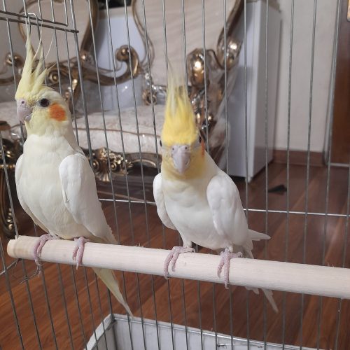 تعدادی عروس هلندی لوتینو مولدباکیفیت عالی واکسینه شده