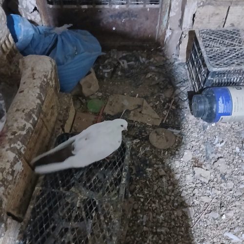 یک جفت کبوتر برای فروش