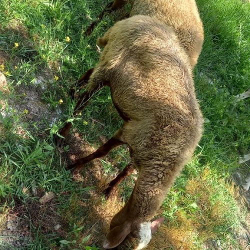 گوسفند وره مار و آبستن