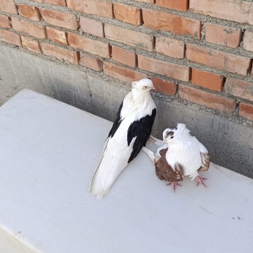 یک جفت کبوتر عالی