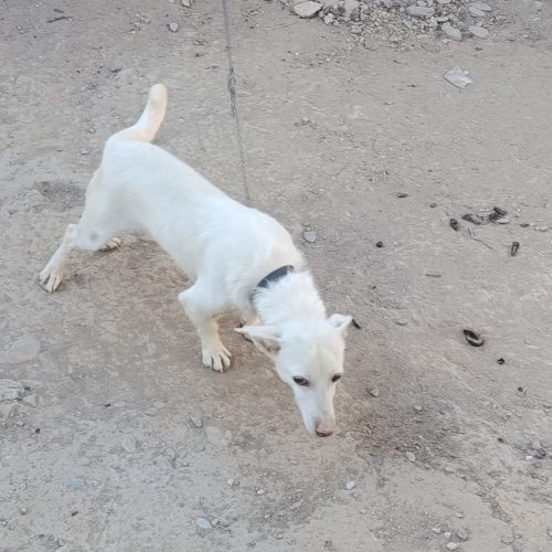 فروش یا معاوضه