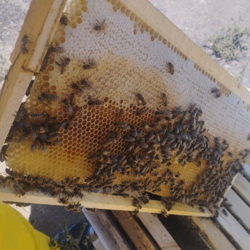 فروش فوری معاوضه هم هستم زنبور عسل کارنیکا