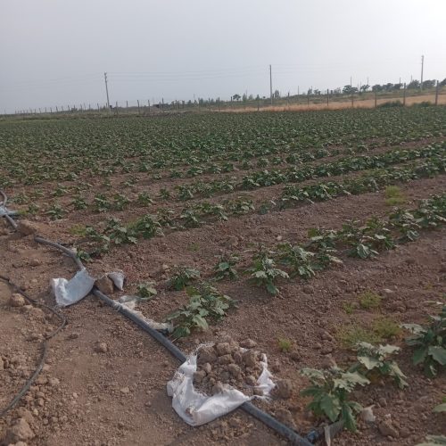 زمین فروشی به متراز 1160 درموقعیت عالی نزدیک بافت روستا
