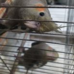 عروس هلندی ۶۰۰ تومن