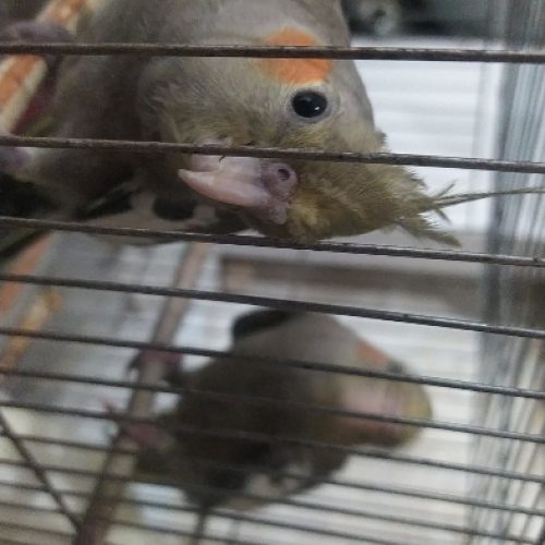 عروس هلندی ۶۰۰ تومن