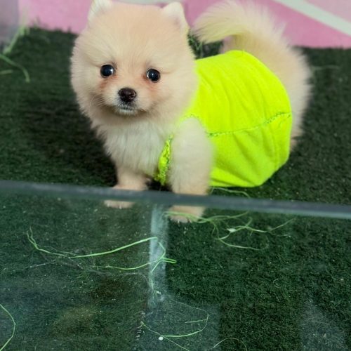 دونه ای 15 تومن 2 تا موجود هس نر و ماده