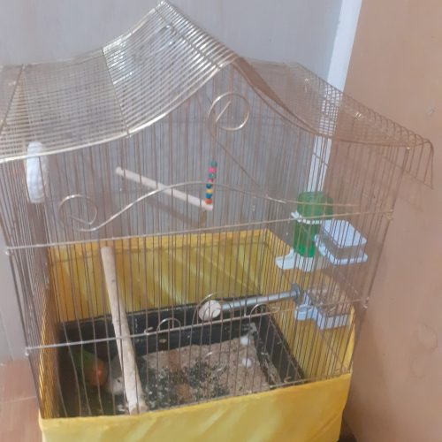 طوطی برزیلی با قفس و لوازم