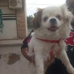 شیتزوتریر مادهبه علت