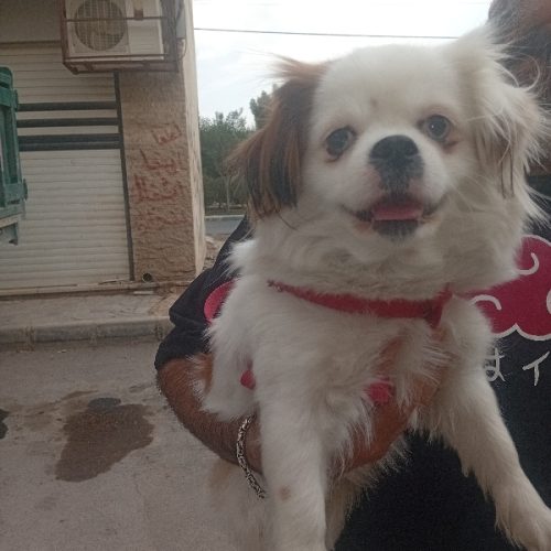 شیتزوتریر مادهبه علت