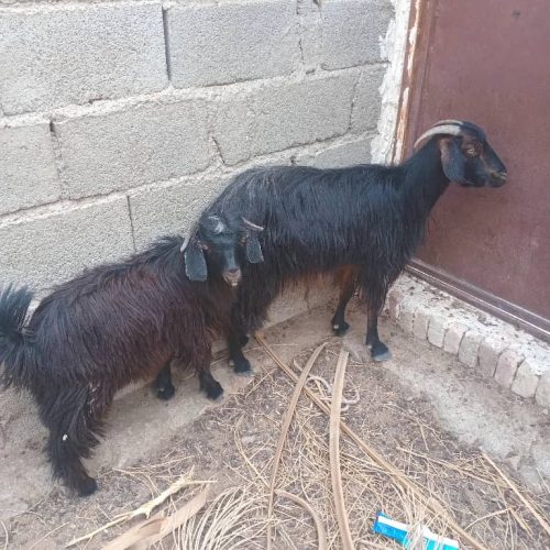 گوسفند محلی کوهی