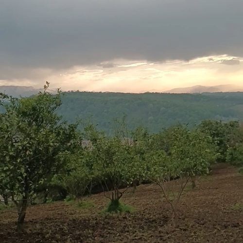 فروش فوری  زمین باغی