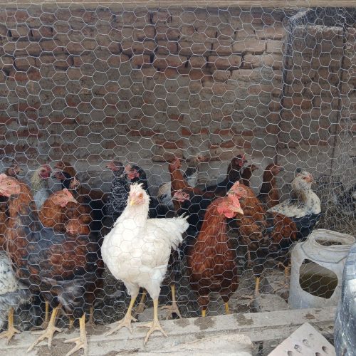 جوجه محلی بزرگ 150 تومان