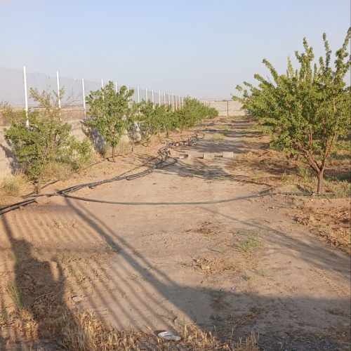 فروش زمین ویلایی وباغ  همراه با درختان و آب ساعتی