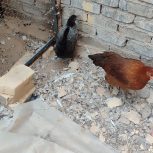 دو عدد مرغ خانگی