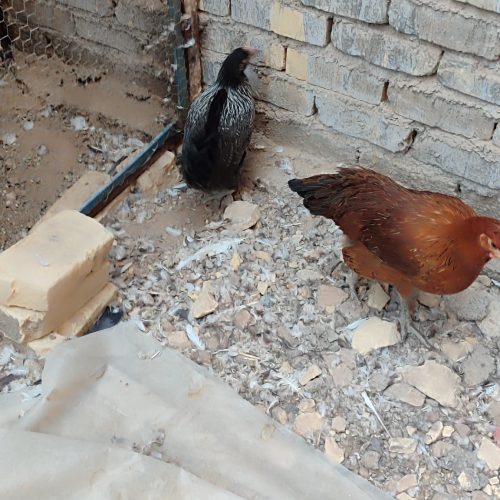 دو عدد مرغ خانگی
