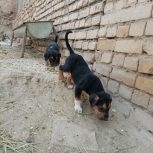 توله سگ افغان