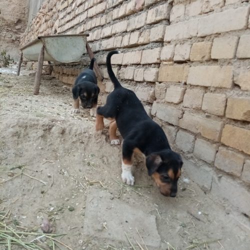 توله سگ افغان