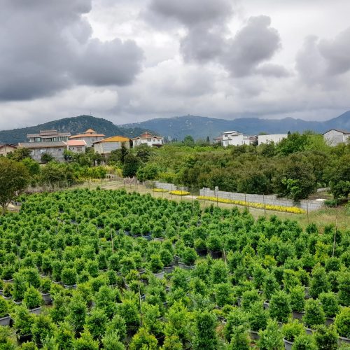 اجاره روزانه ویلا تمیز دالخانی