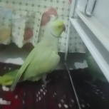 ملنگو یک و نیم ساله سرحال و بازیگوش