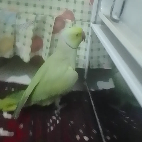 ملنگو یک و نیم ساله سرحال و بازیگوش