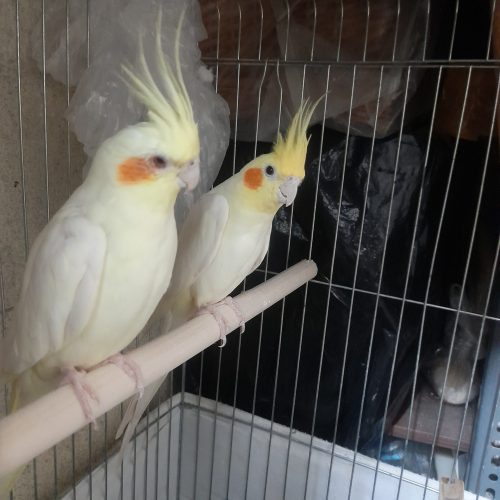 تعدادی عروس هلندی لوتینو مولدباکیفیت عالی واکسینه شده