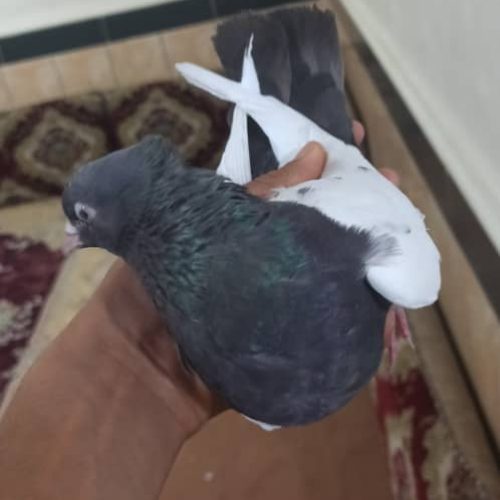 سینه قهوه ای ماده