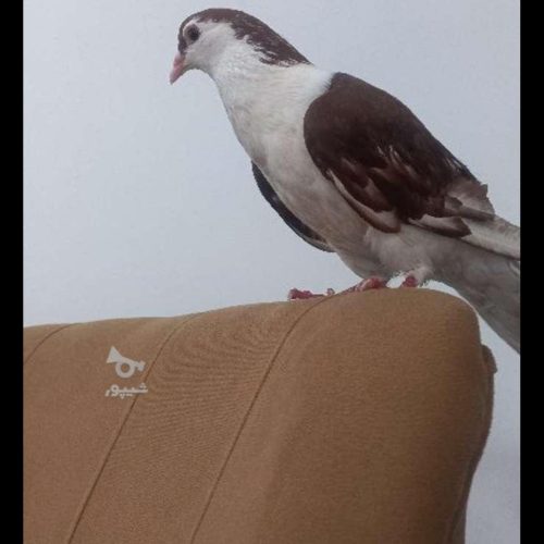 کبوتر خوشگل