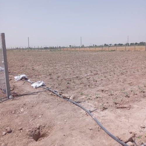 زمین فروشی به متراز 1160 درموقعیت عالی نزدیک بافت روستا
