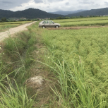 4000متر زمین کشاورزی بی نظیر