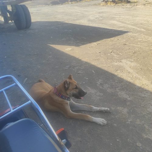 توله فریمان