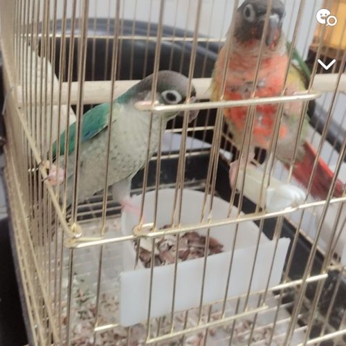 جفت گرینجک اهلی