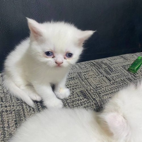 گربه نژاد بریتیش 45 روزه