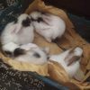 تعدادی خرگوش کوچیک