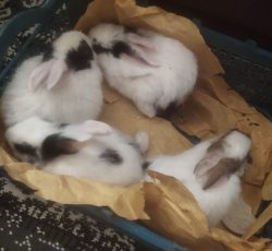 تعدادی خرگوش کوچیک